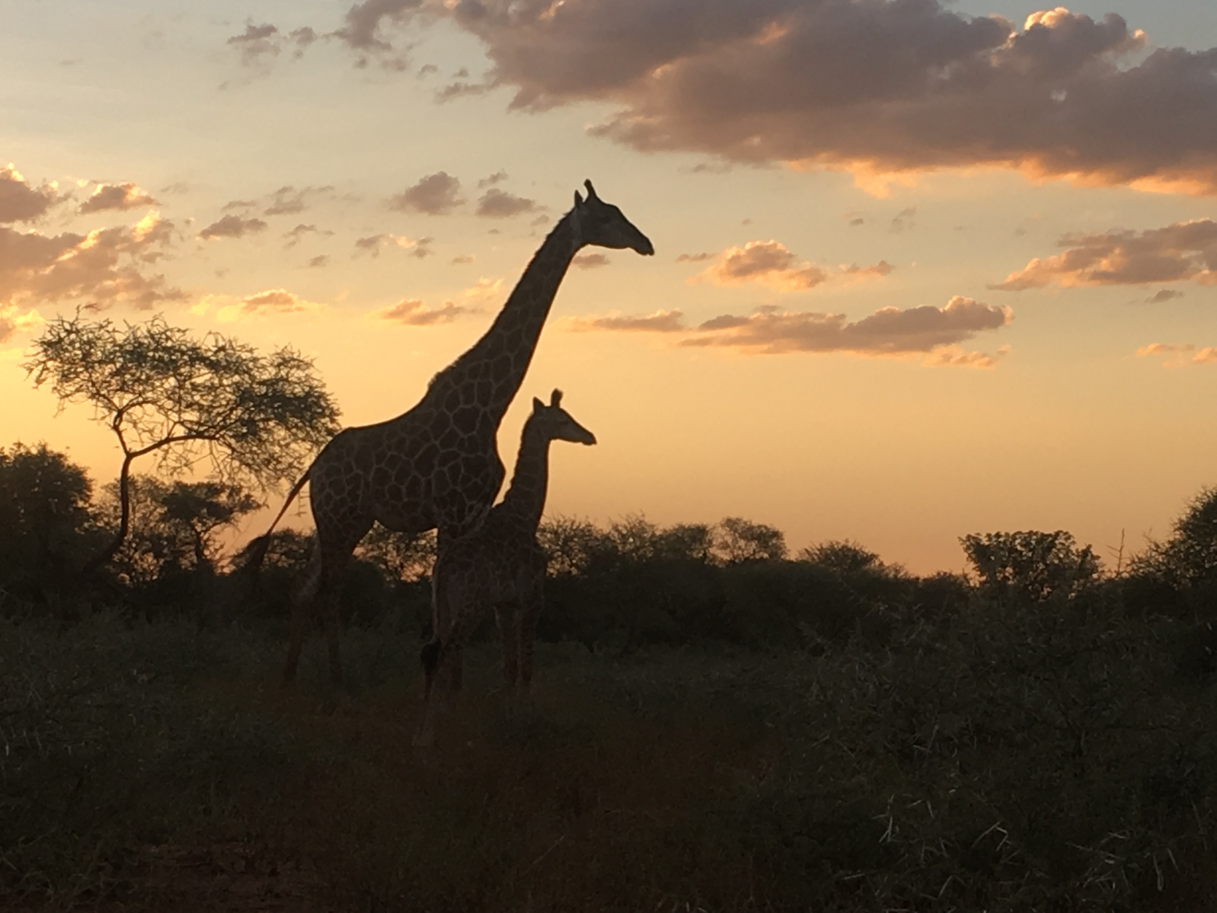 Wildlife, Ecology & Anthropological Research Internships in Mogalakwena