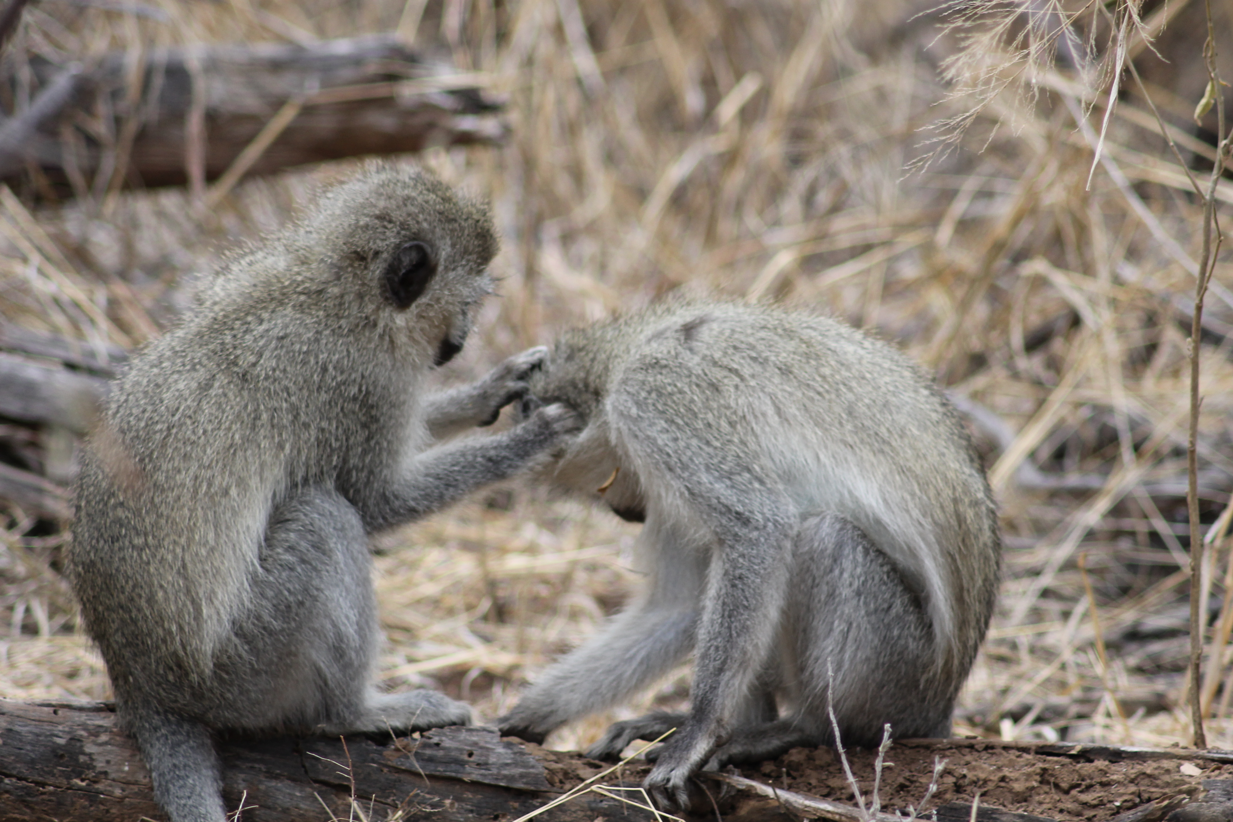Wildlife, Ecology & Anthropological Research Internships in Mogalakwena