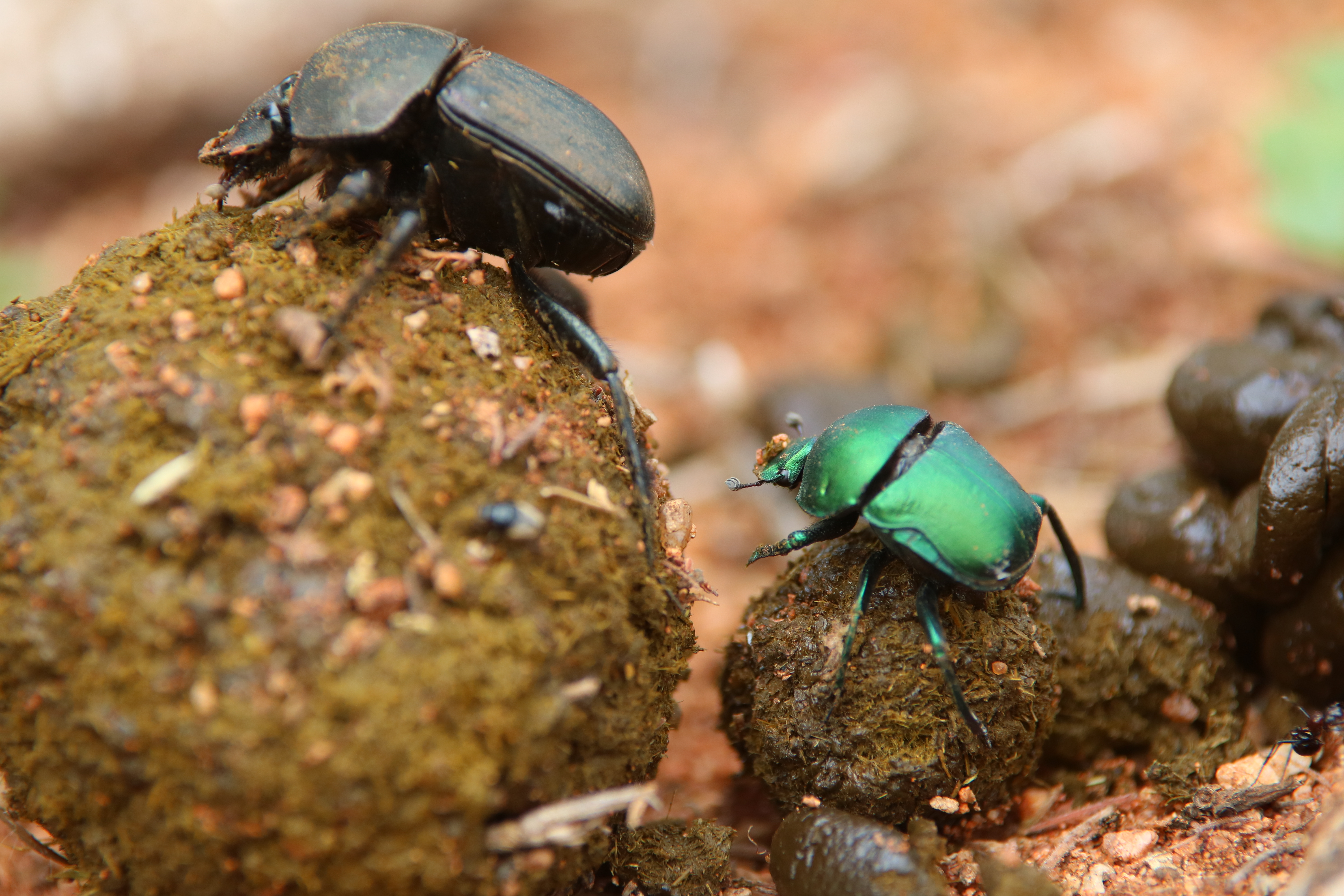 Wildlife, Ecology & Anthropological Research Internships in Mogalakwena