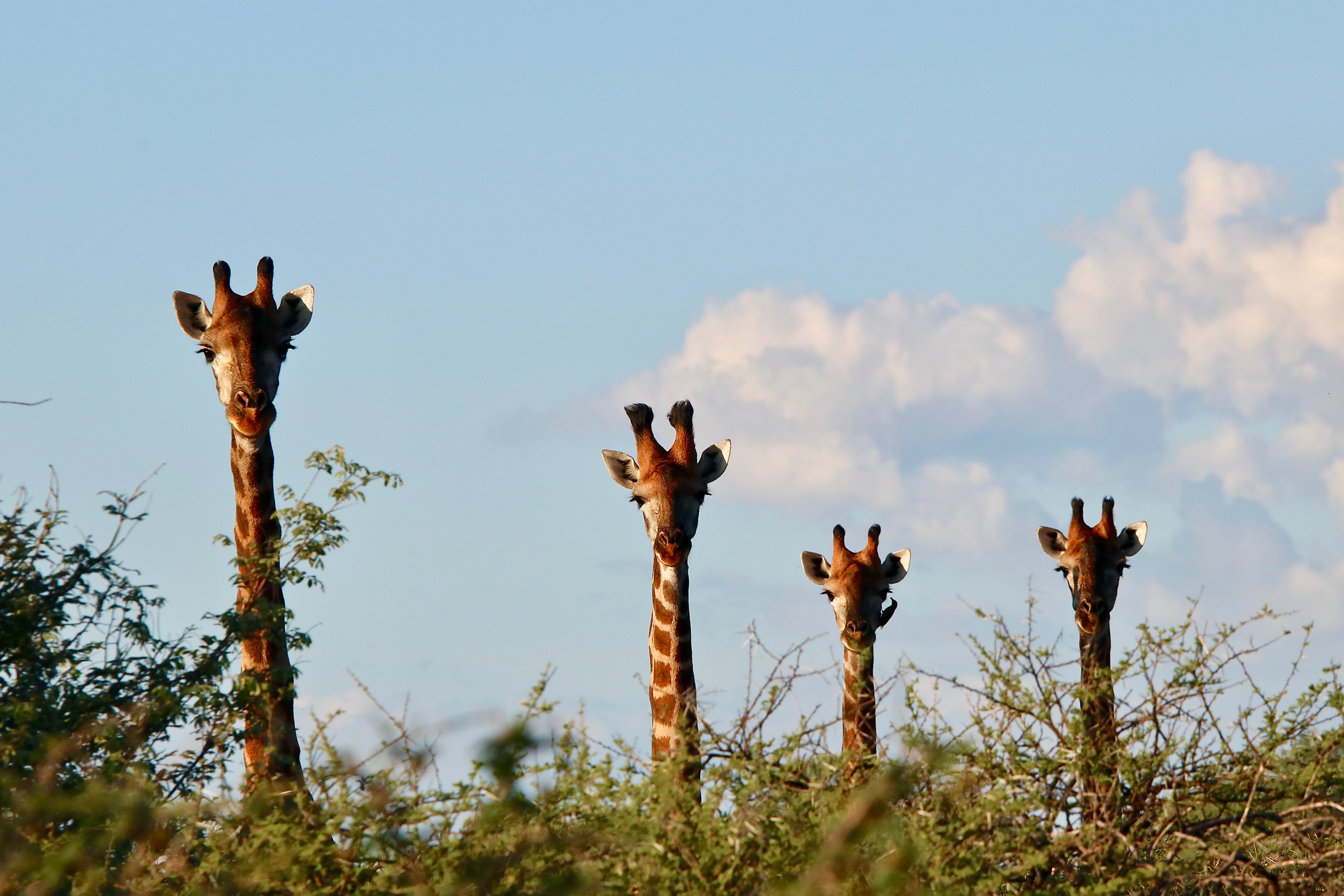 Wildlife, Ecology & Anthropological Research Internships in Mogalakwena