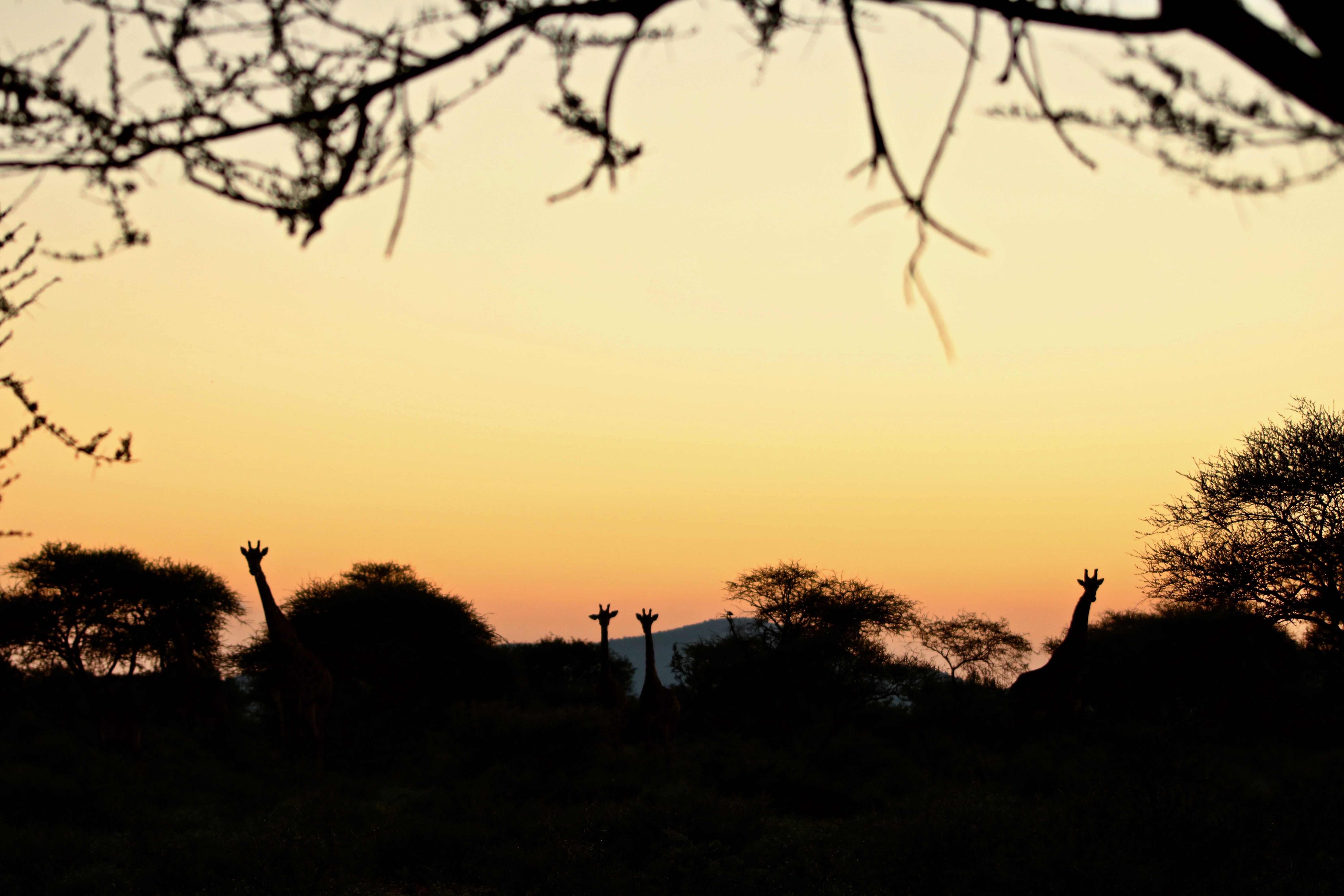 Wildlife, Ecology & Anthropological Research Internships in Mogalakwena