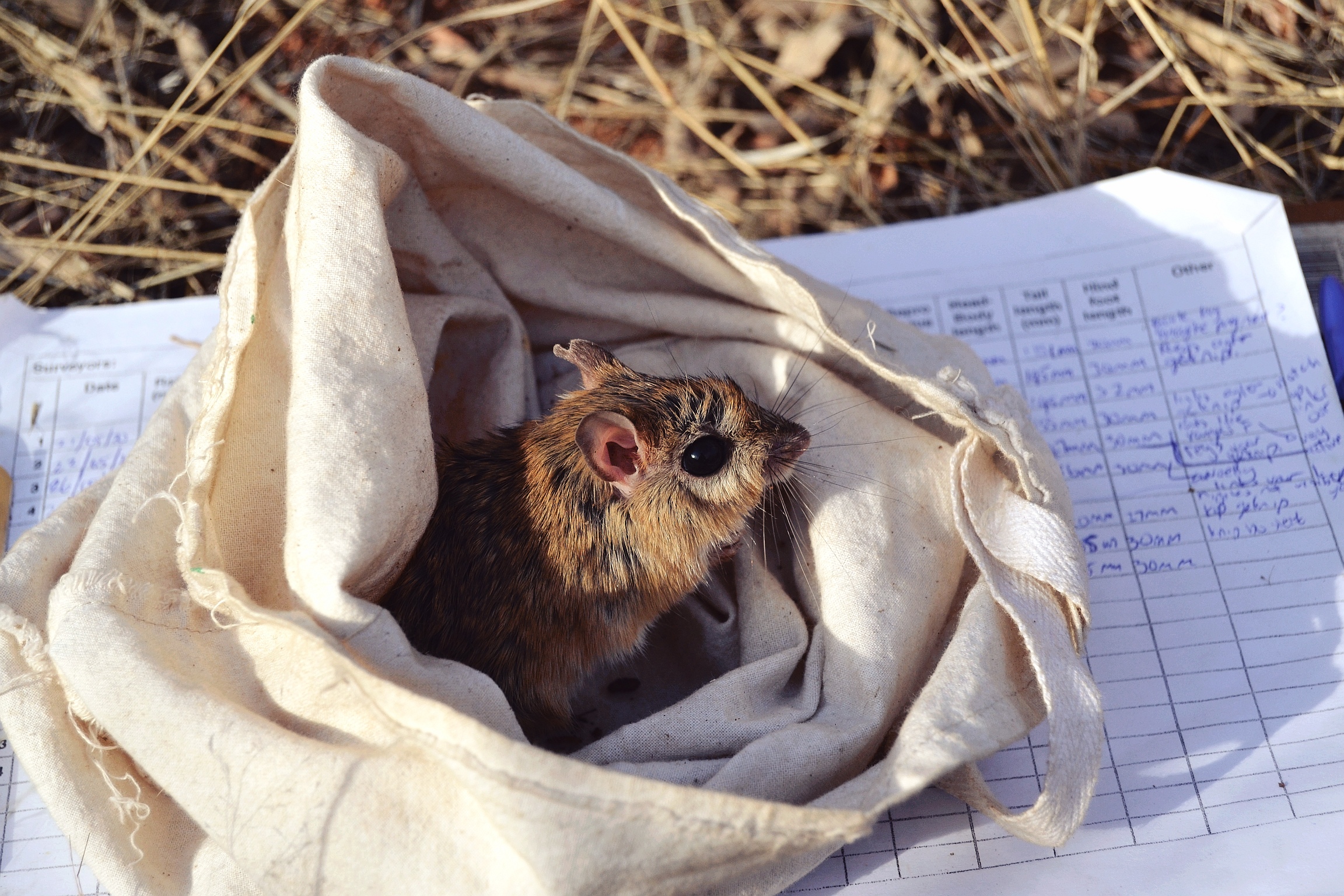 Wildlife, Ecology & Anthropological Research Internships in Mogalakwena