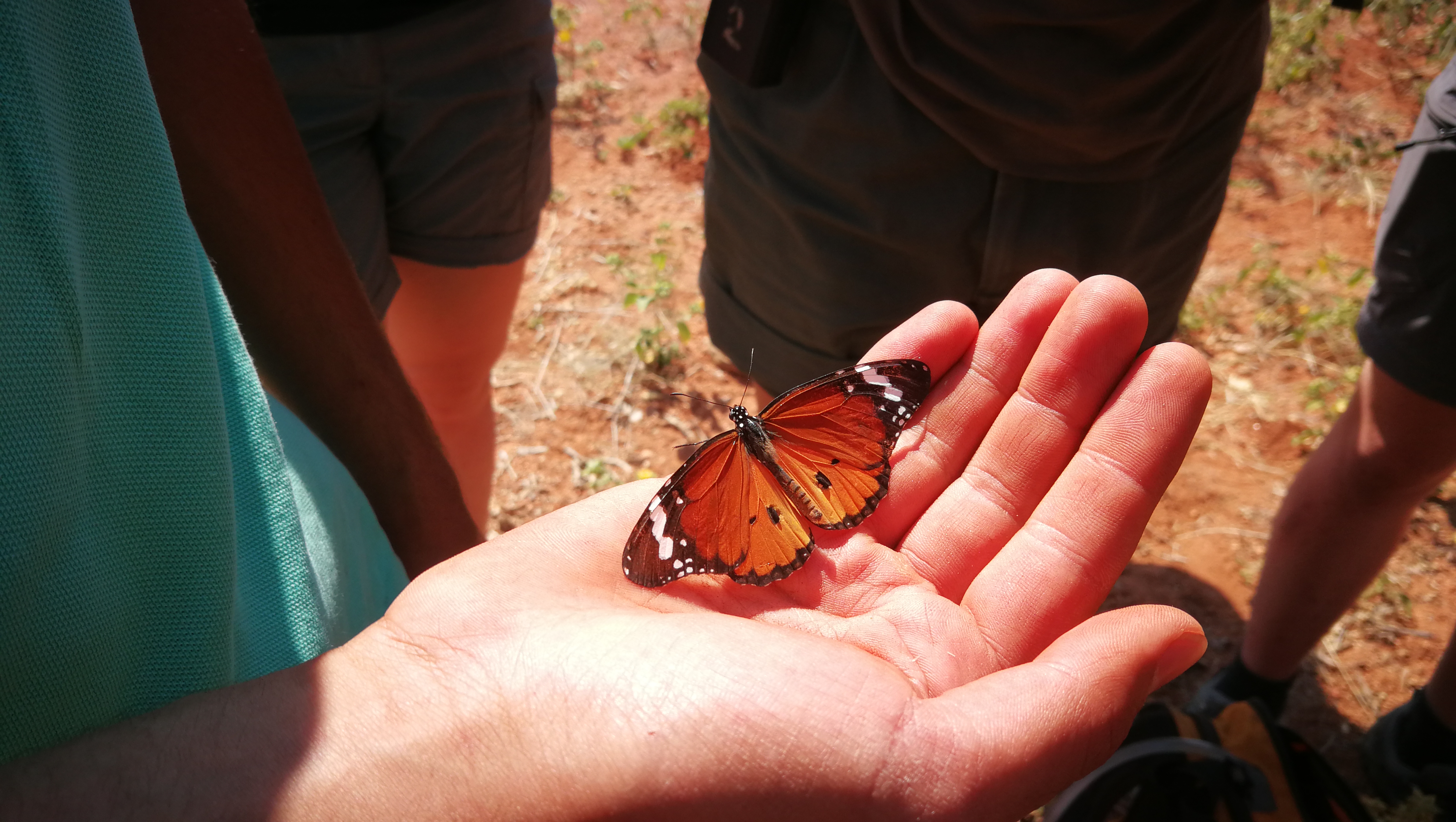 Wildlife, Ecology & Anthropological Research Internships in Mogalakwena