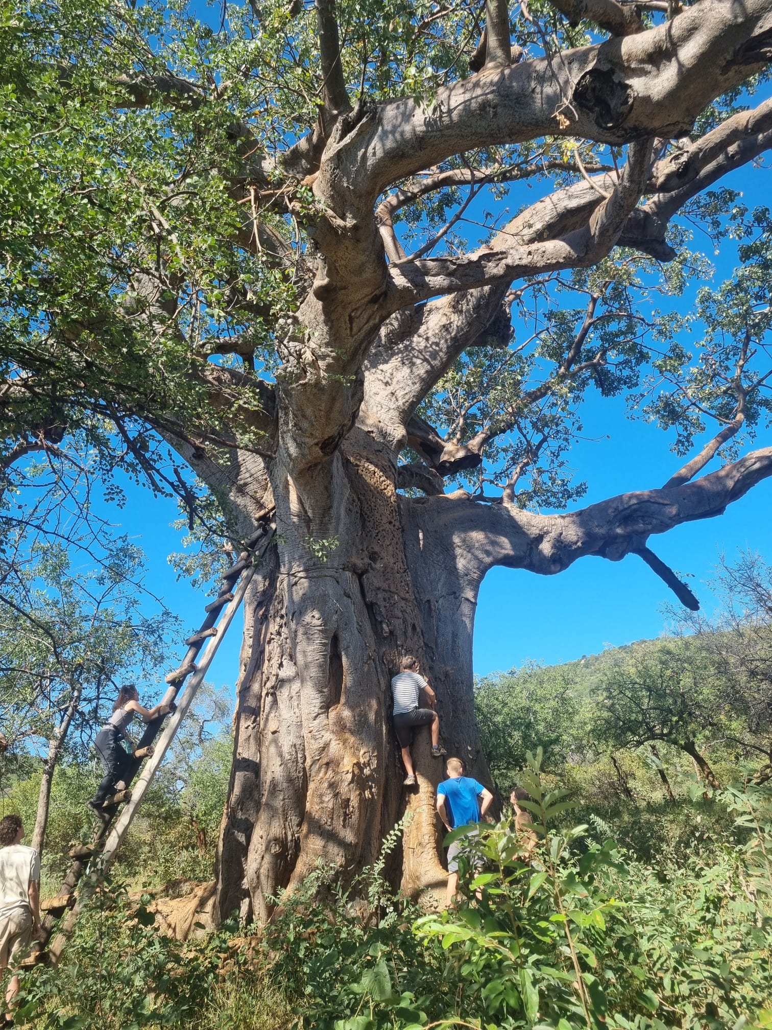 Wildlife, Ecology & Anthropological Research Internships in Mogalakwena