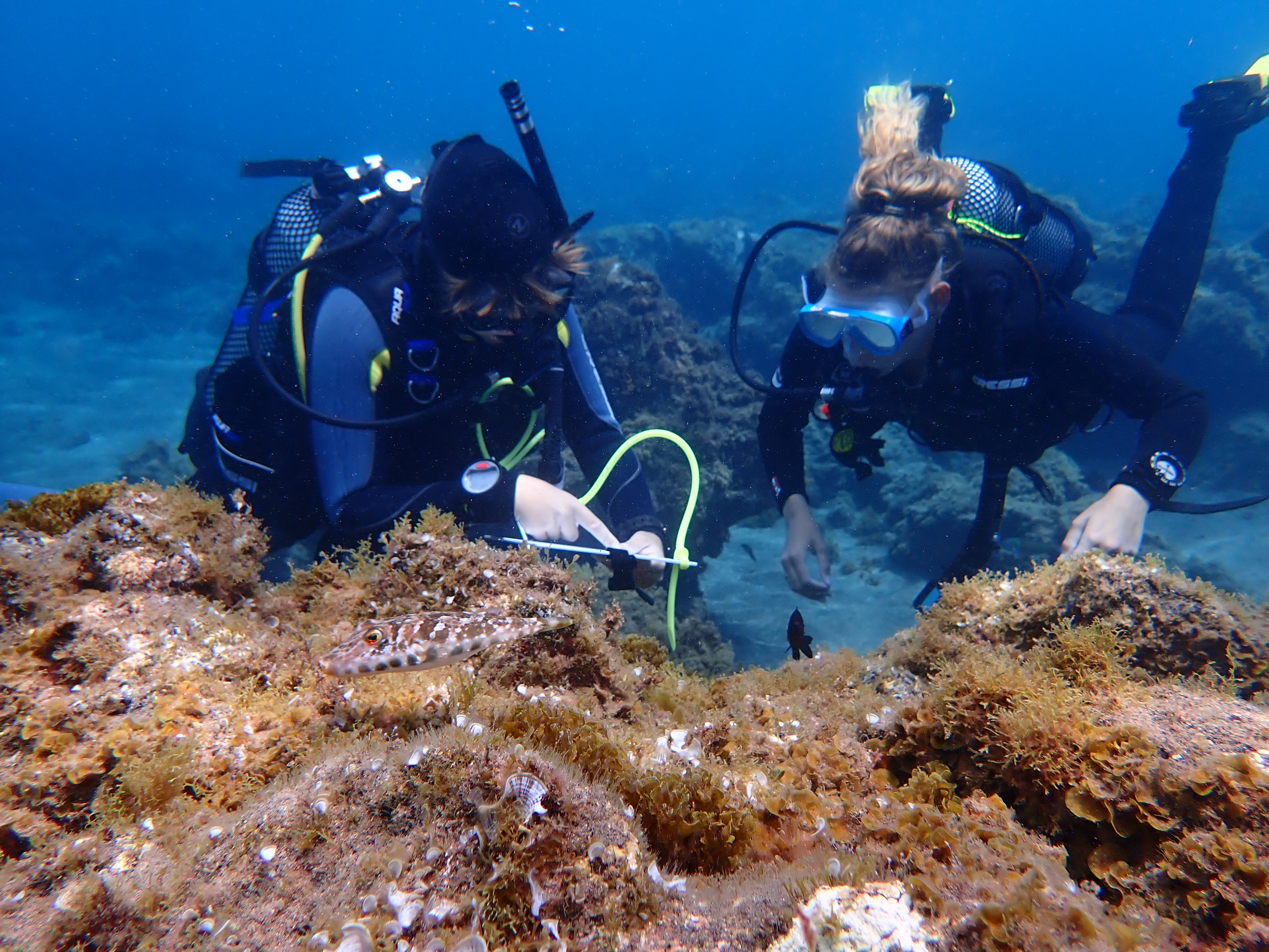 Internships in Tenerife, Spain, Intern Abroad HQ