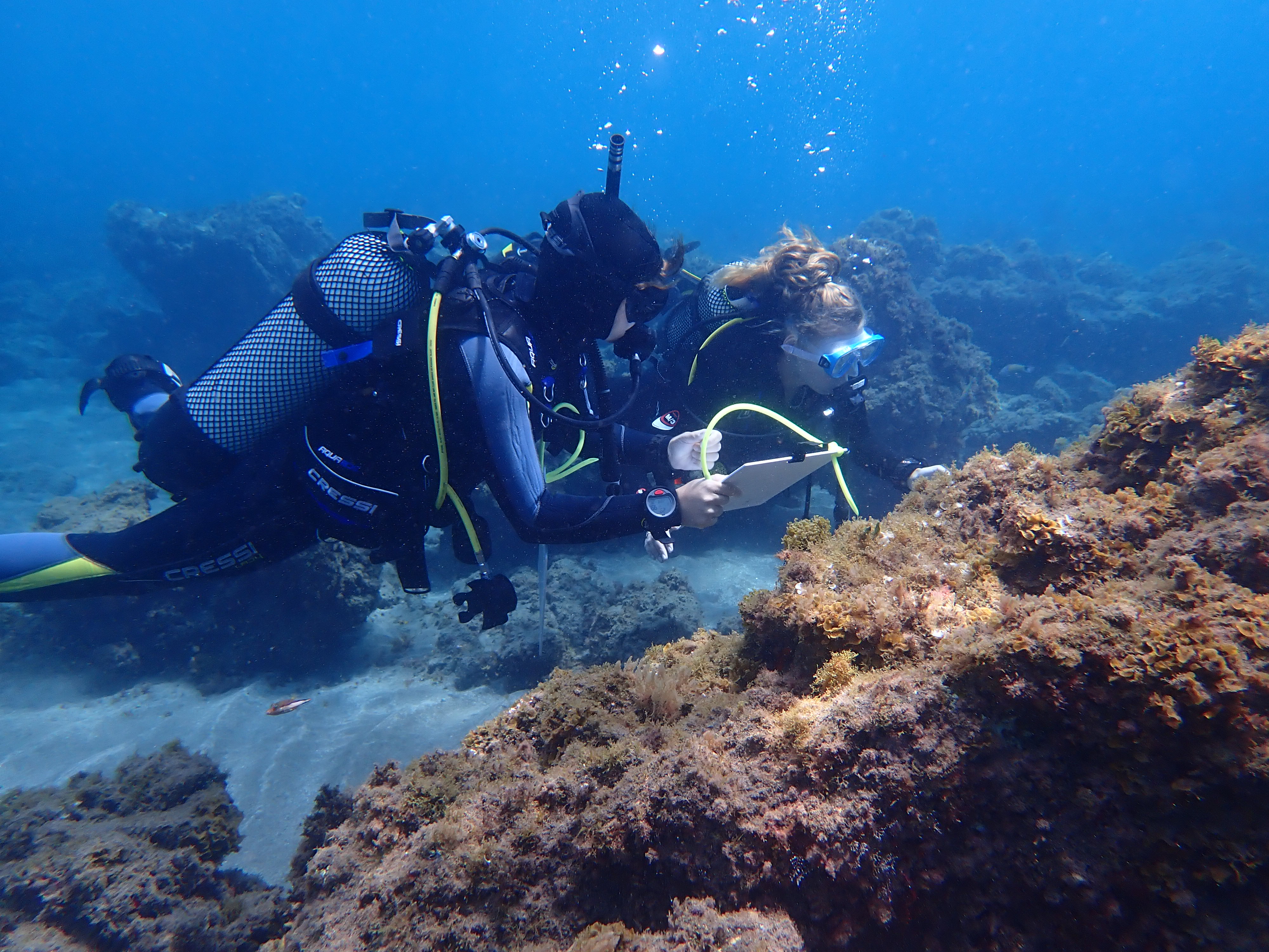 Marine Biology Internships: Intern abroad in Tenerife, Spain