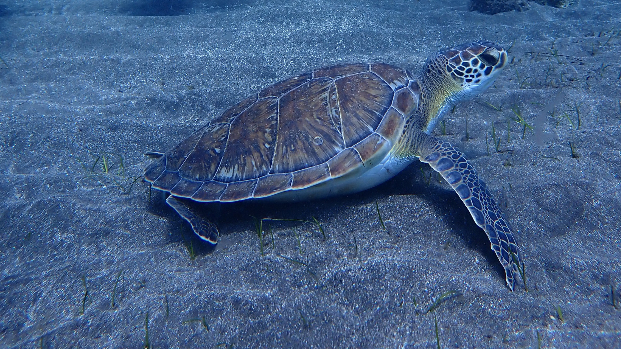 Internships in Tenerife, Spain, Intern Abroad HQ