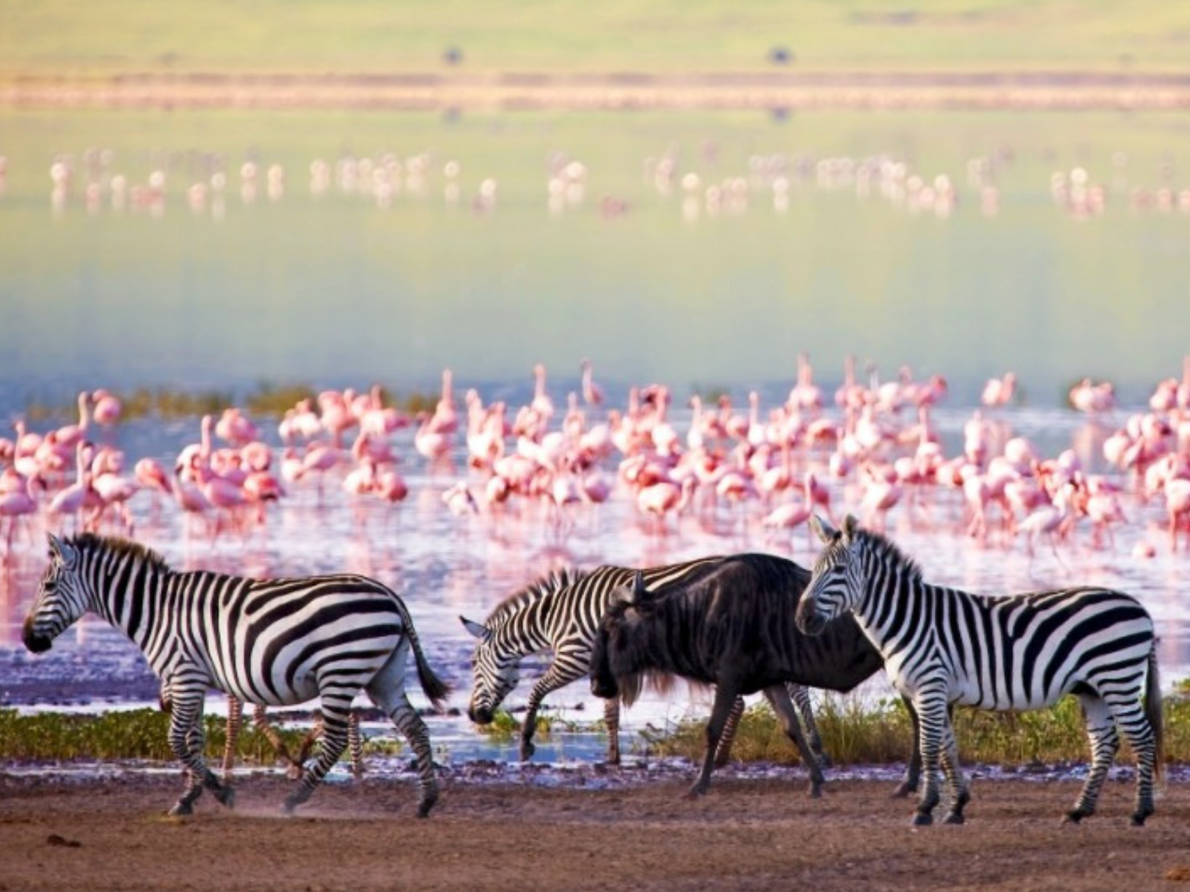 Zebra in Tanzania, Intern Abroad HQ