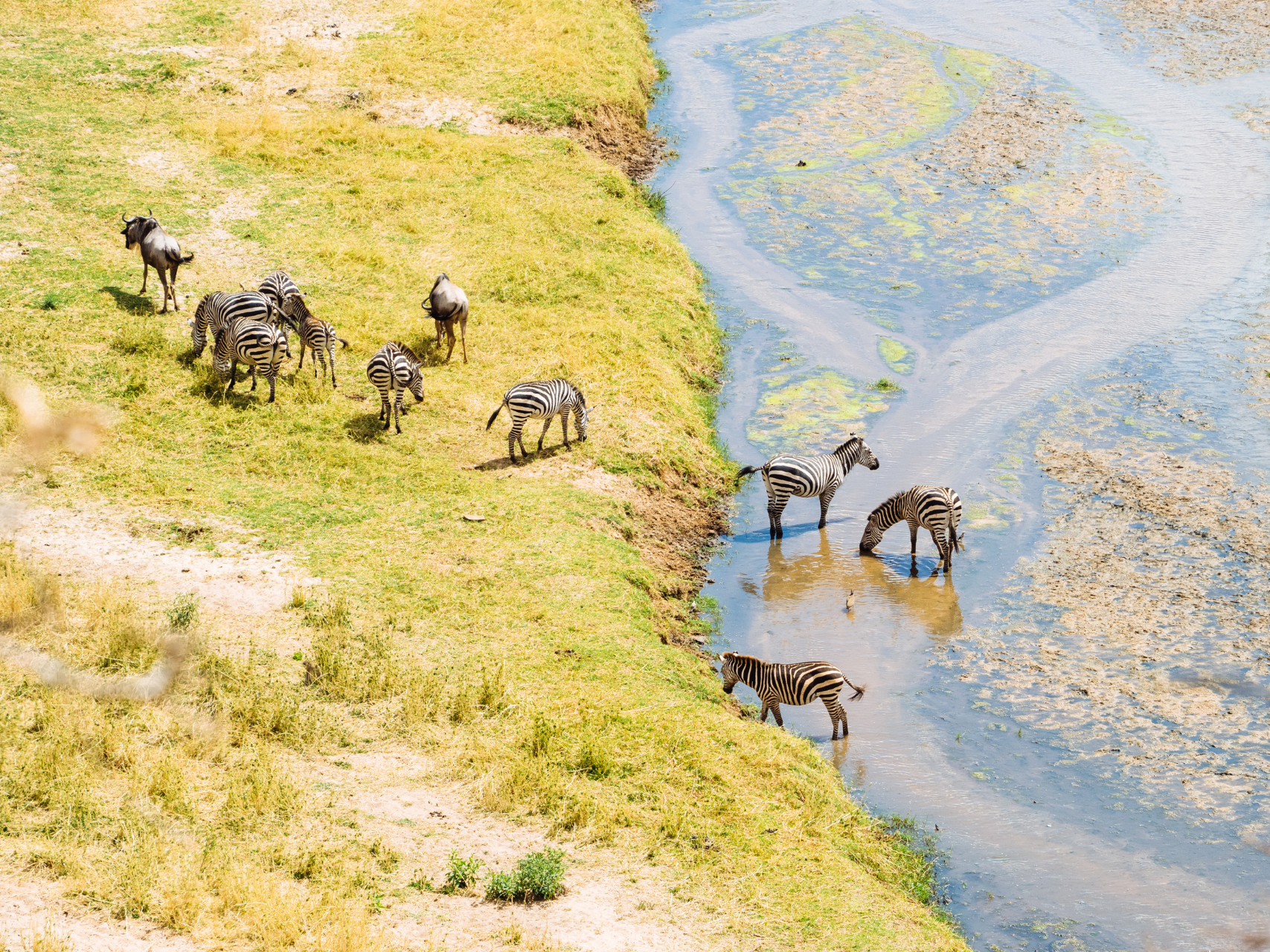 Zebra herd in Tanzania, Intern Abroad HQ