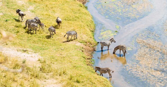 Zebra herd in Tanzania, Intern Abroad HQ