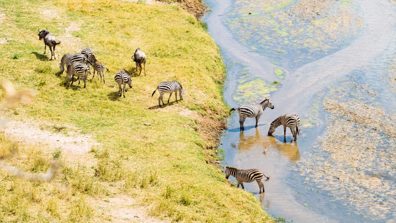 Zebra herd in Tanzania, Intern Abroad HQ