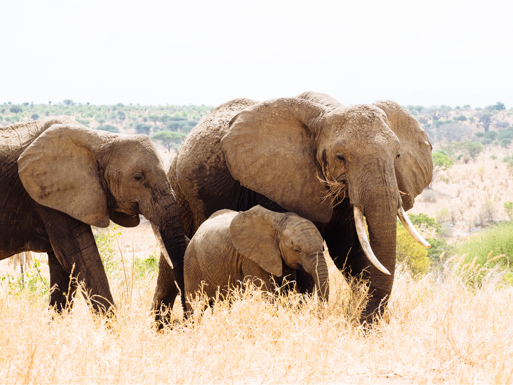 Elephant in Tanzania, Intern Abroad HQ