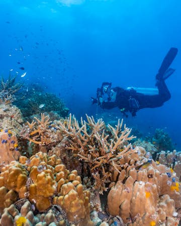 Marine Conservation Internship in Thailand, learn to scuba dive, Intern Abroad HQ