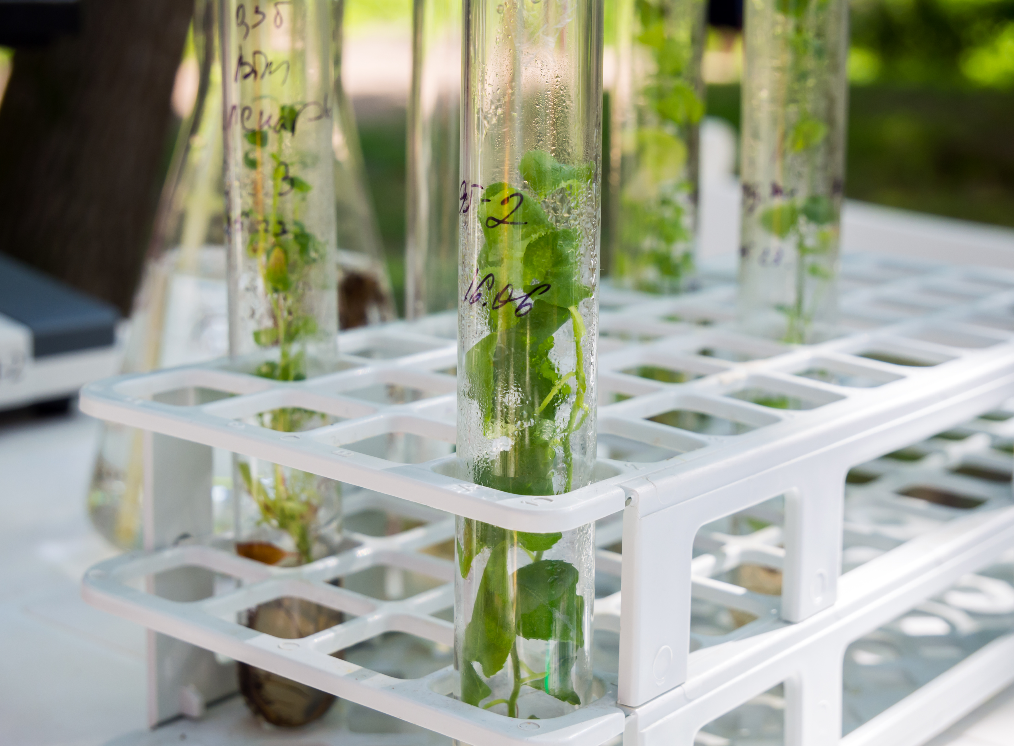 Agricultural Research internship in Thessaloniki, Greece, Intern Abroad HQ