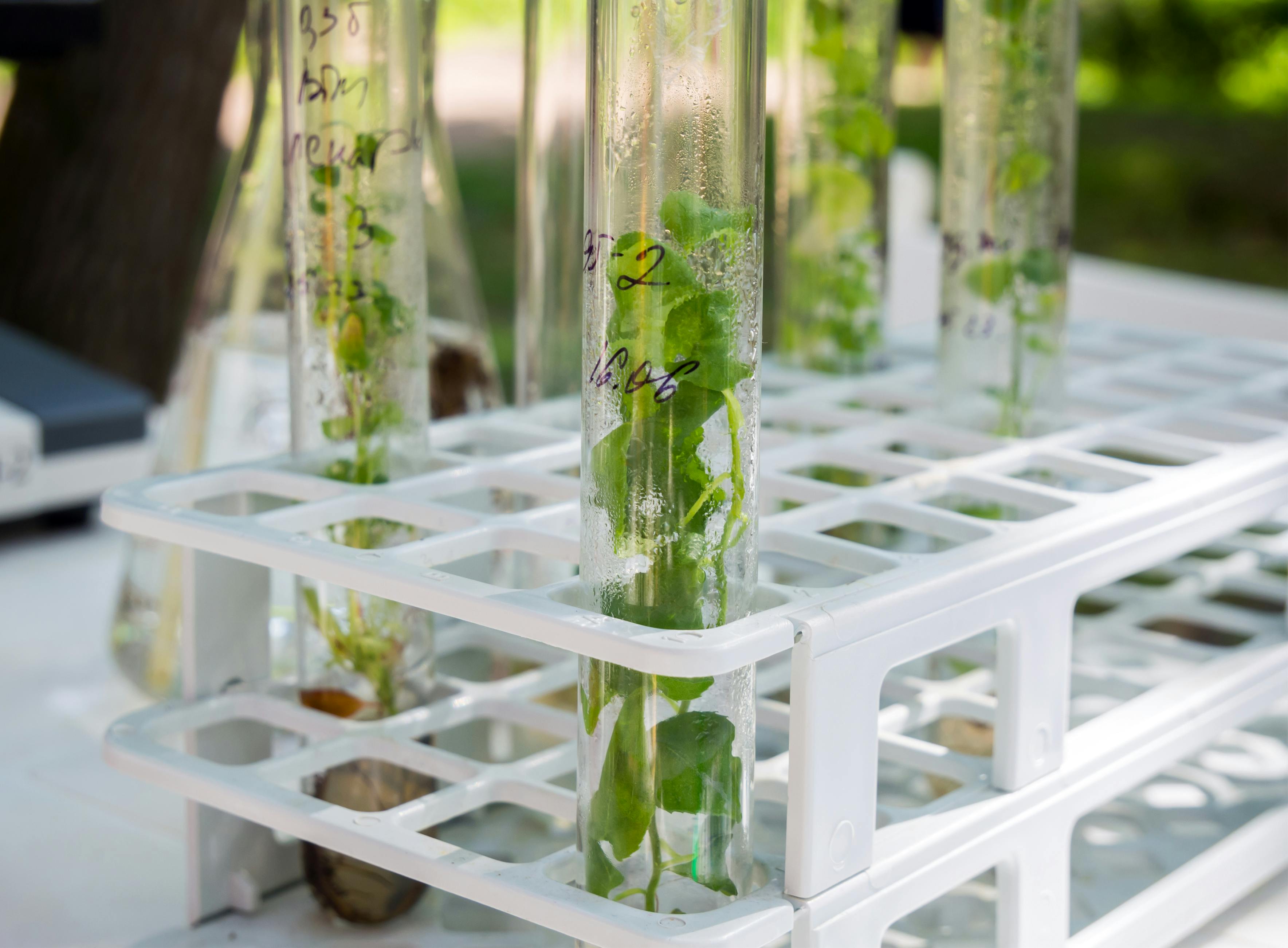 Agricultural Research internship in Thessaloniki, Greece, Intern Abroad HQ