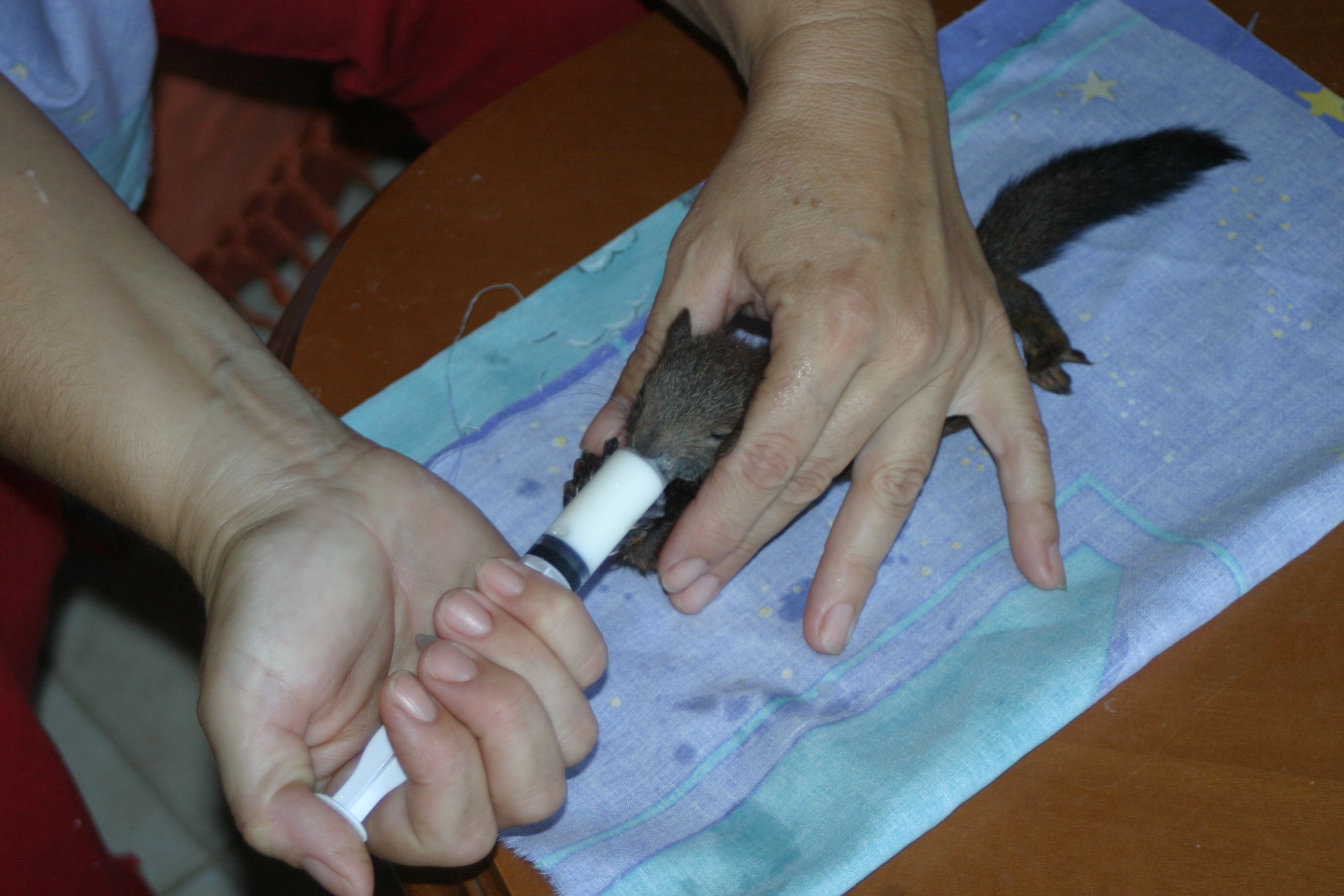 Wildlife Conservation internship in Greece, Intern Abroad HQ