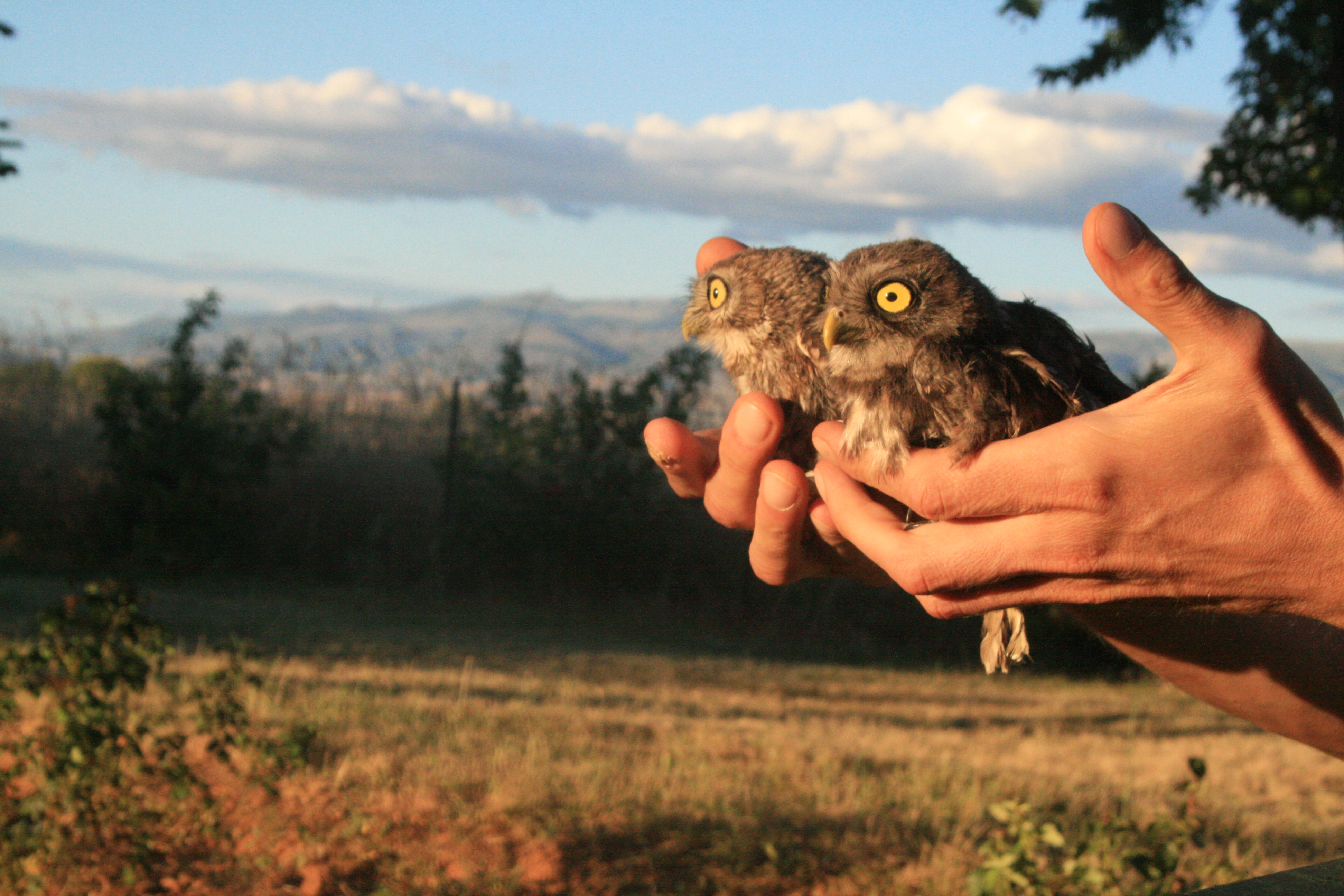 Wildlife Conservation internship in Greece, Intern Abroad HQ