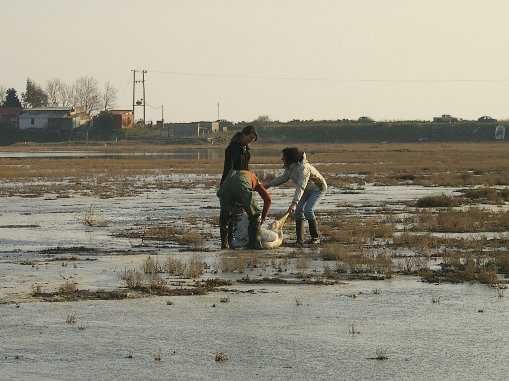 Wildlife Conservation internship in Greece, Intern Abroad HQ