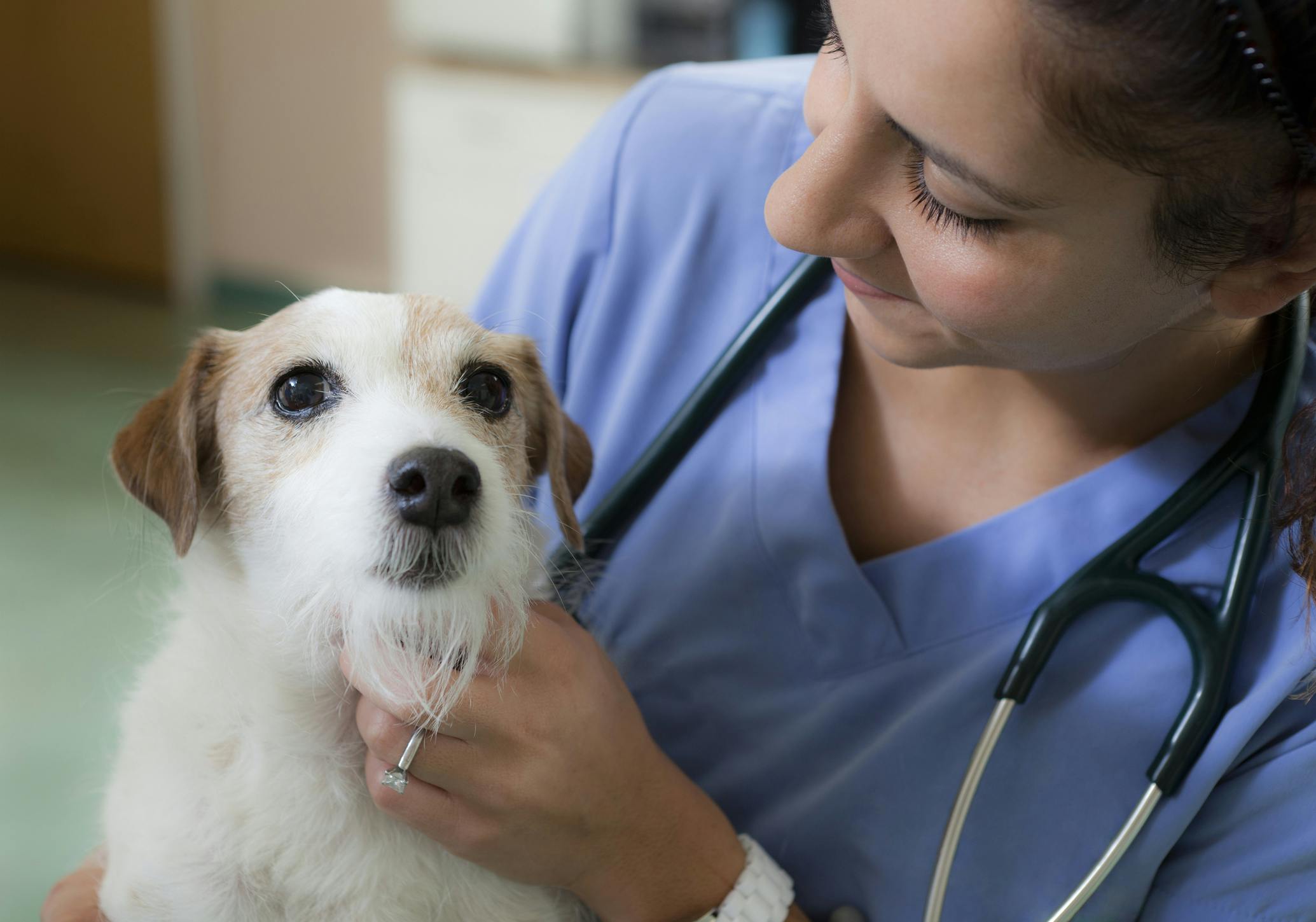 Veterinary & Animal Care Internships in Greece