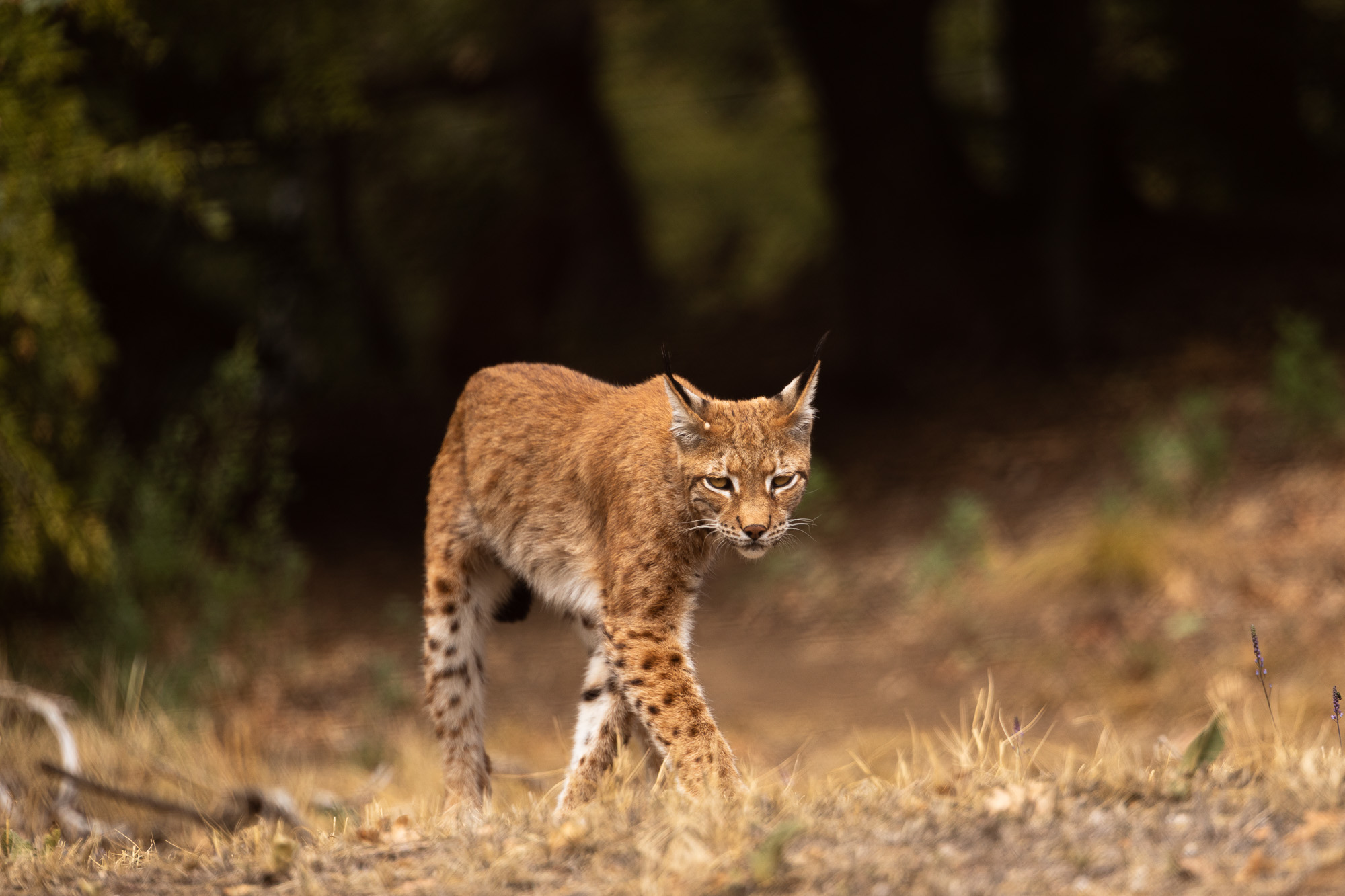 Wildlife Conservation Internships, Intern abroad in Thessaloniki, Greece