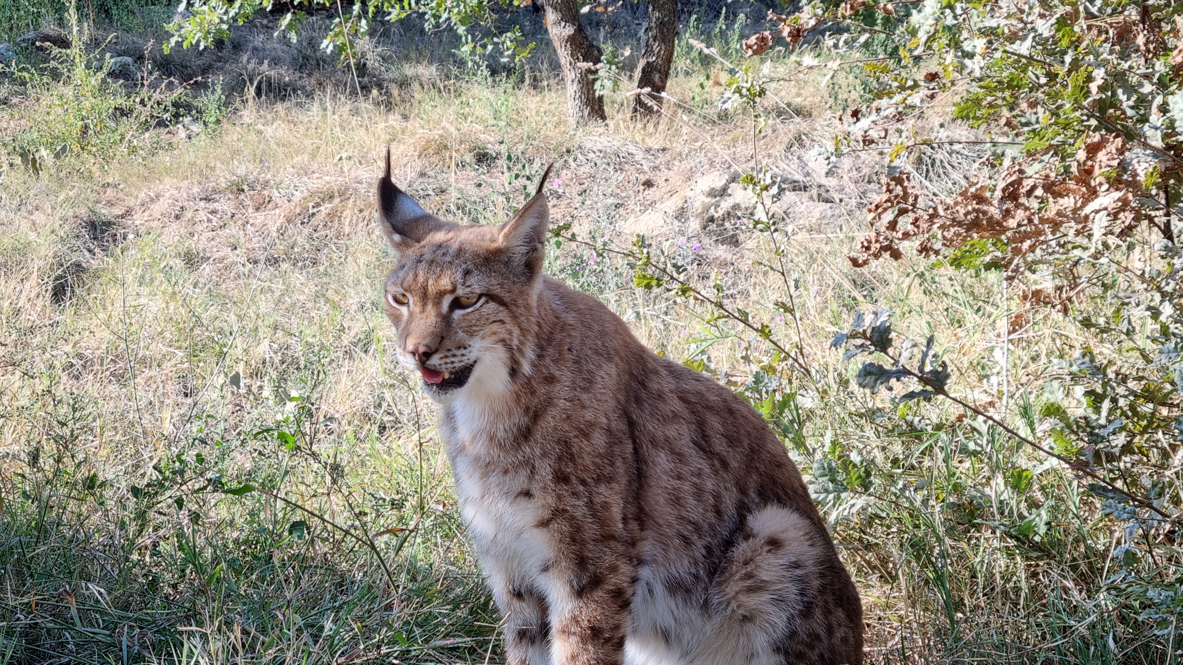 Wildlife Conservation Internships, Intern abroad in Thessaloniki, Greece