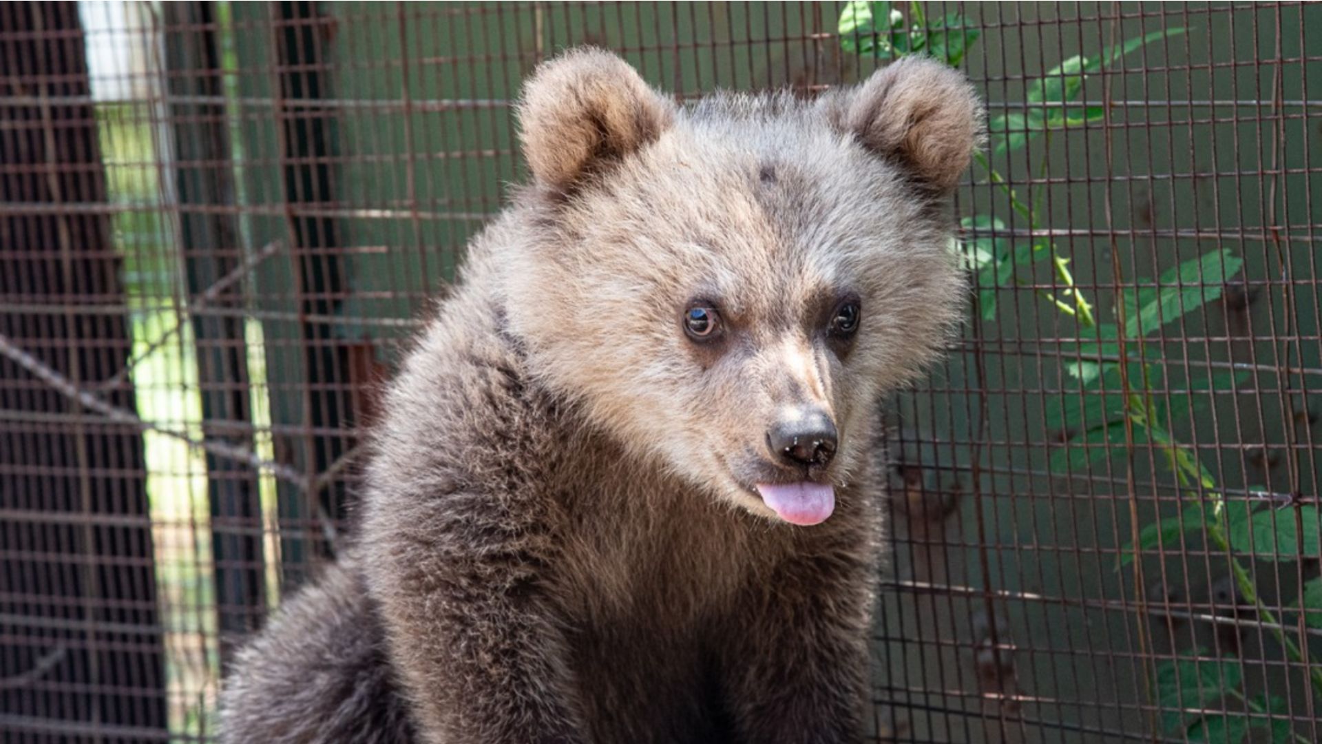 Wildlife Conservation Internships, Intern abroad in Thessaloniki, Greece