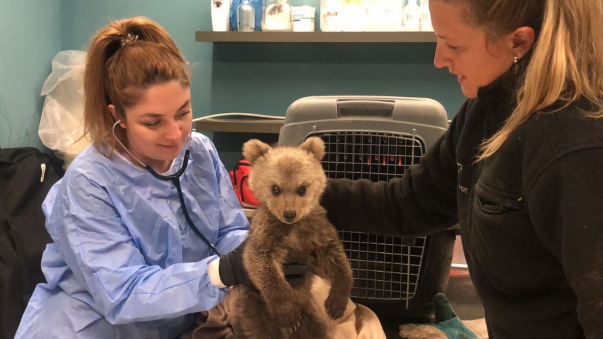 Wildlife Conservation Internships, Intern abroad in Thessaloniki, Greece