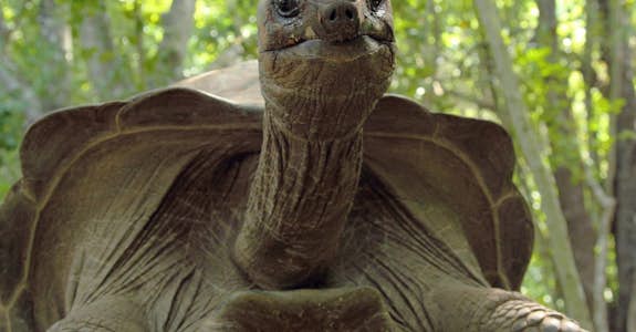 Beautiful tortoise in Zanzibar, Intern Abroad HQ