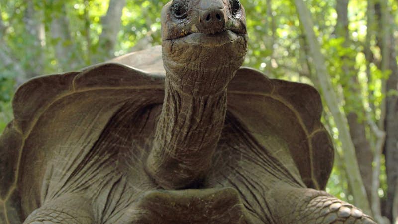 Beautiful tortoise in Zanzibar, Intern Abroad HQ