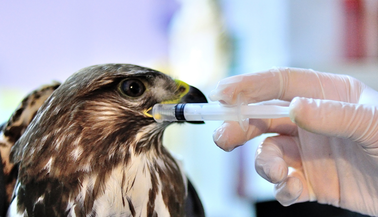 Wildlife Conservation