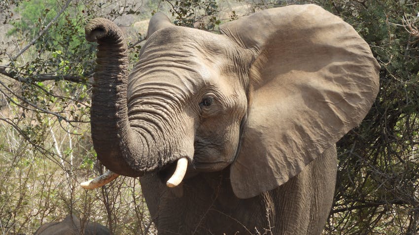 Reserve Management Internship in South Africa