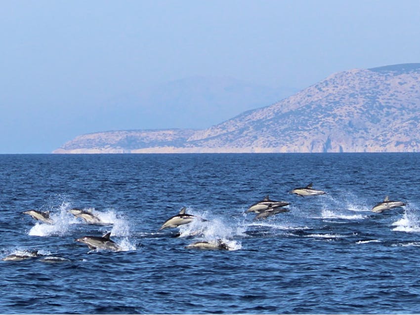 Marine Mammals Research & Conservation Remote internships From Greece