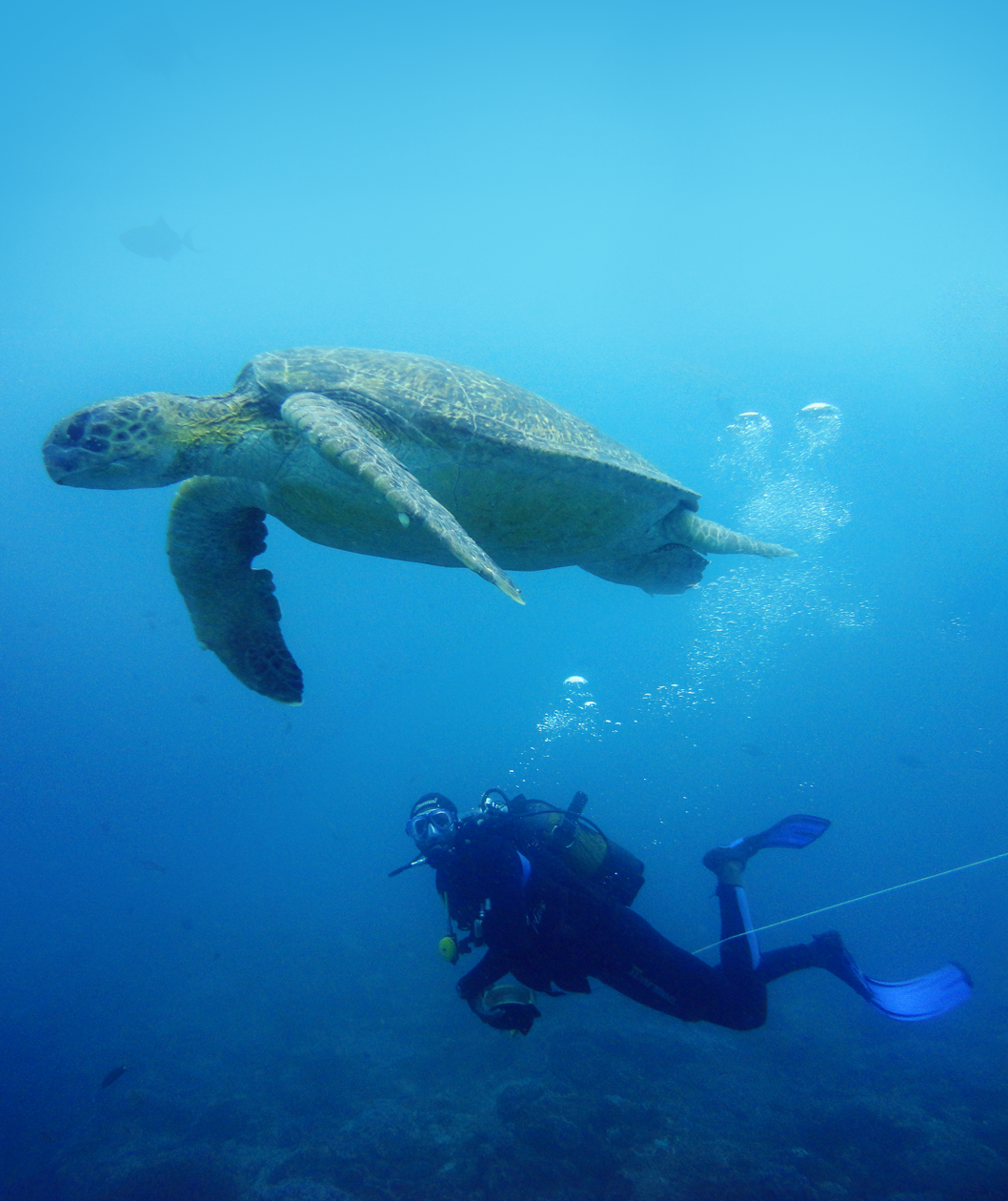 Scuba diver swims alongside a sea turtle during a marine conservation internship in clear blue water.
