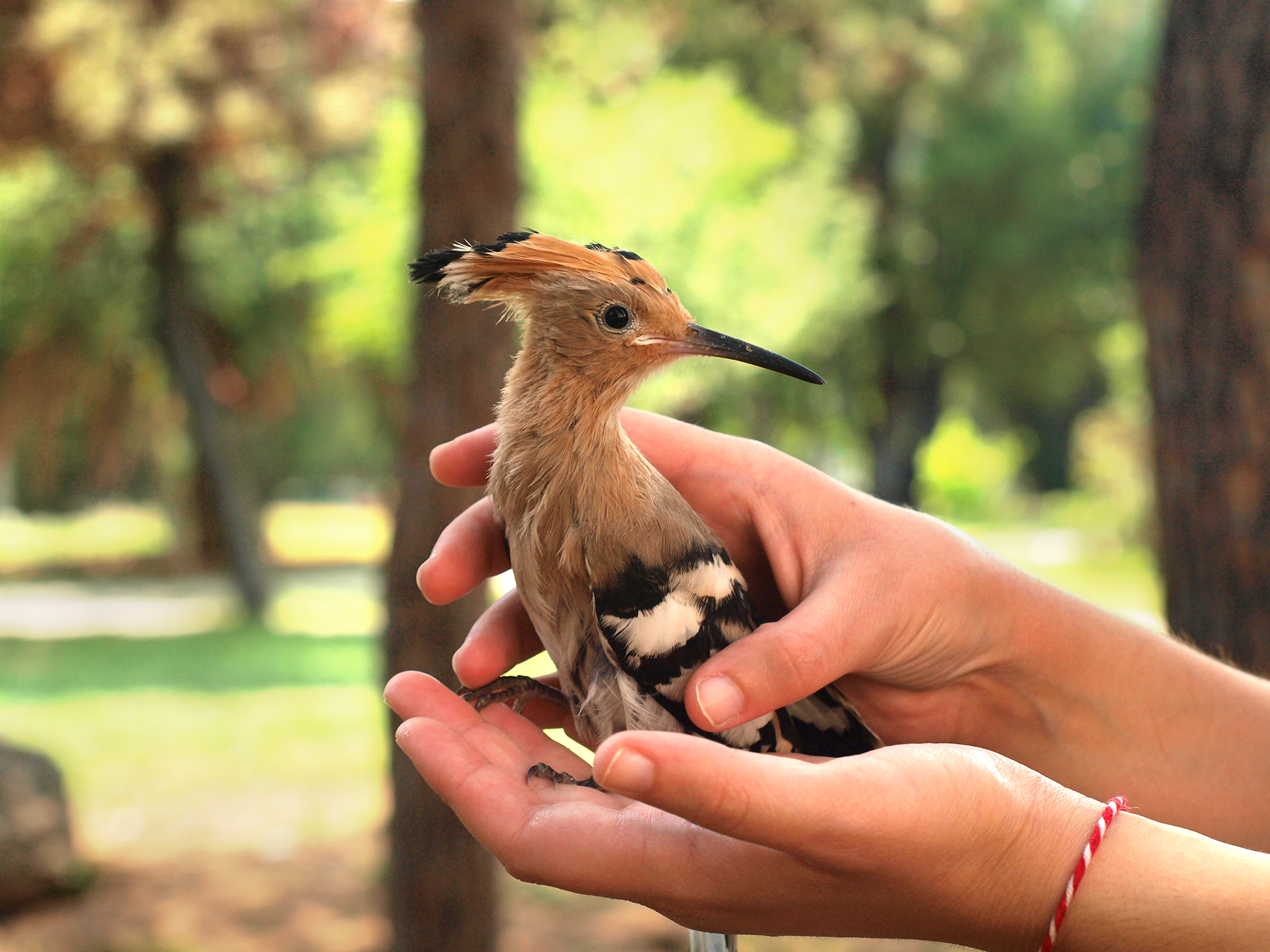 Explore Animal Science internships
