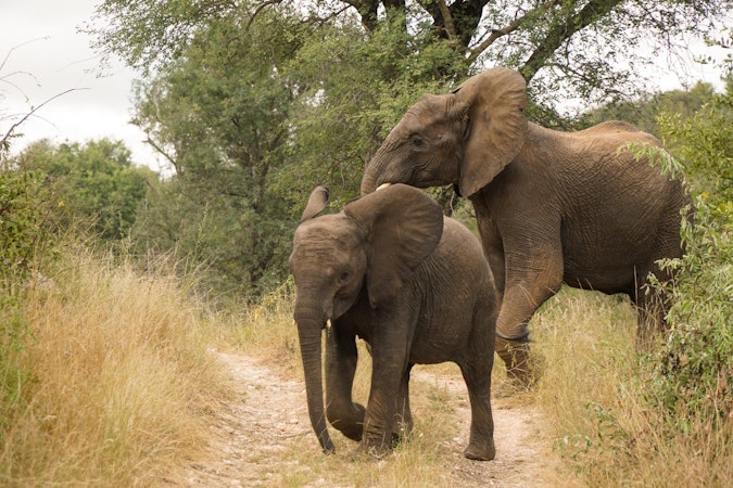 Environmental Conservation Internships Remote or Abroad