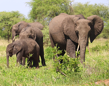 Environmental Conservation