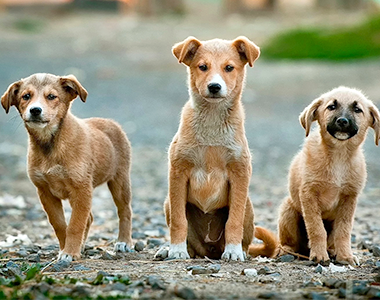 Veterinary & Animal Care