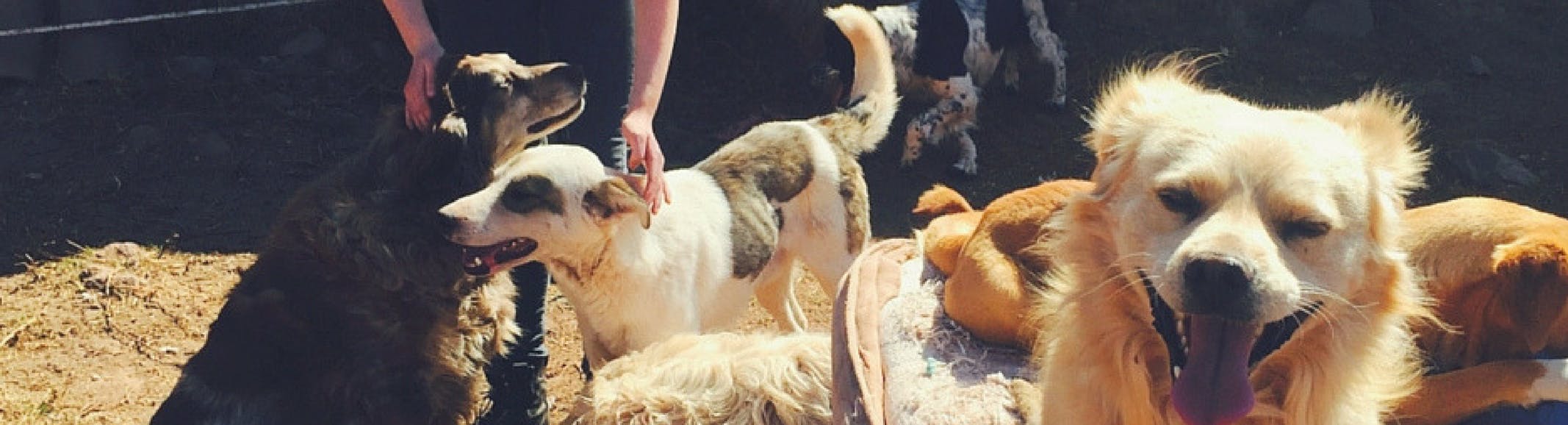 Animal Care & Wildlife Conservation Internships Abroad